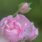 Minature Light Pink Rose 50 PCS Seeds