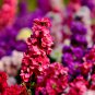 Matthiola Incana Mixed Hoary Stock 50 PCS Seeds