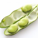 Masterpiece Green Broad Bean 5 PCS Seeds Masterpiece Green Broad Bean 5 PCS Seeds