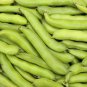 Masterpiece Green Broad Bean 5 PCS Seeds
