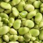 Masterpiece Green Broad Bean 5 PCS Seeds