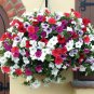 Many Color Hanging Petunia Bonsai 200 PCS Seeds