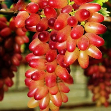 Manicure Finger Grape Garden Plant Seedling 100 PCS Seeds