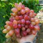 Manicure Finger Grape Garden Plant Seedling 100 PCS Seeds