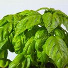 Mammoth Basil 20 PCS Seeds Mammoth Basil 20 PCS Seeds