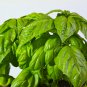 Mammoth Basil 20 PCS Seeds