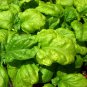 Mammoth Basil 20 PCS Seeds