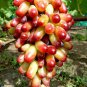Manicure Finger Grape Organic 15 PCS Seeds
