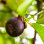 Mangosteen Tropical Sour Sweet Fruit Garden Plants Tree Bonsai 50 PCS Seeds