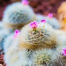 Mammillaria Plumosa Feather Cactus 10 PCS Seeds