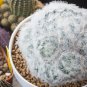 Mammillaria Plumosa Feather Cactus 10 PCS Seeds