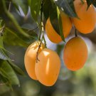 Mango-like Yellow Middle Bonsai Fruits 20 PCS Seeds Mango-like Yellow Middle Bonsai Fruits 20 PCS Seeds