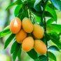 Mango-like Yellow Middle Bonsai Fruits 20 PCS Seeds