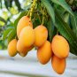 Mango-like Yellow Middle Bonsai Fruits 20 PCS Seeds