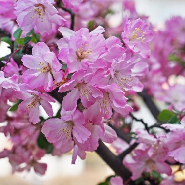 Malus Halliana 50 PCS Seeds
