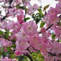 Malus Halliana 50 PCS Seeds