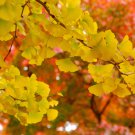 Maidenhair Fossil Tree Gingko Biloba 5 PCS Seeds Maidenhair Fossil Tree Gingko Biloba 5 PCS Seeds
