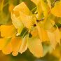 Maidenhair Fossil Tree Gingko Biloba 5 PCS Seeds
