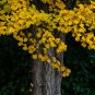 Maidenhair Fossil Tree Gingko Biloba 5 PCS Seeds
