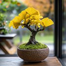 Maidenhair Ginkgo biloba Tree Japanese Bonsai Unique Ornamental 20 PCS Seeds Maidenhair Ginkgo biloba Tree Japanese Bonsai Unique Ornamental 20 PCS Seeds