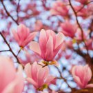 Magnolia Garden Plants 100 PCS Seeds Magnolia Garden Plants 100 PCS Seeds