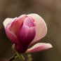 Magnolia Garden Plants 100 PCS Seeds