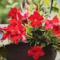Mandevilla Sanderi Red Flowers 100 sPCS Seeds