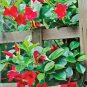 Mandevilla Sanderi Red Flowers 100 sPCS Seeds
