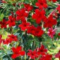 Mandevilla Sanderi Red Flowers 100 sPCS Seeds