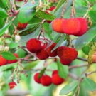 Madrone Killarney Waxberry Tree Arbutus Unedo 5 PCS Seeds