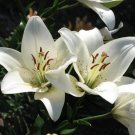 Lilium Lily Flower Fragrant Perennial Flower Cheap PCS Seeds Lilium Lily Flower Fragrant Perennial Flower Cheap PCS Seeds