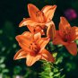 Lilium Lily Flower Fragrant Perennial Flower Cheap PCS Seeds
