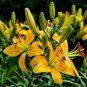 Lilium Lily Flower Fragrant Perennial Flower Cheap PCS Seeds