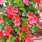 Mandevilla Sanderi Plants Dipladenia sanderi Garden 100 PCS Seeds