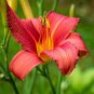 Lilium Brownii Heirloom Lily Perennial Flower 100 PCS Seeds