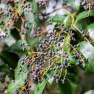 Ligustrum Lucidum Semente Plant Glossy Privet Tree for Nv Zhen 100 PCS Seeds