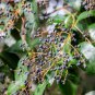 Ligustrum Lucidum Semente Plant Glossy Privet Tree for Nv Zhen 100 PCS Seeds