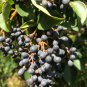 Ligustrum Lucidum Semente Plant Glossy Privet Tree for Nv Zhen 100 PCS Seeds