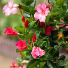 Mandevilla potted balcony DIY planting flowers Beautiful Flower 120 PCS Seeds