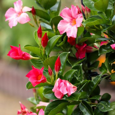 Mandevilla potted balcony DIY planting flowers Beautiful Flower 120 PCS Seeds