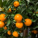Mandarin Orange Dwarf 30 PCS Seeds