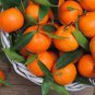 Mandarin Orange Dwarf 30 PCS Seeds