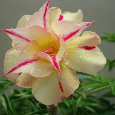 Light Yellow White Adenium Obesum Desert Rose with Red Strip 2 PCS Seeds