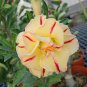 Light Yellow White Adenium Obesum Desert Rose with Red Strip 2 PCS Seeds