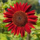 Light Red Sunflower Ornamental Garden Flower 6 PCS Seeds