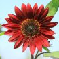 Light Red Sunflower Ornamental Garden Flower 6 PCS Seeds