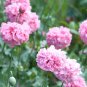 Light Purplish Pink Peony Flower 5 PCS Seeds
