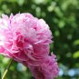 Light Purplish Pink Peony Flower 5 PCS Seeds