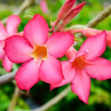 Light Pink Adenium Desert Rose 2 PCS Seeds
