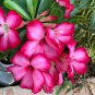 Light Pink Adenium Desert Rose 2 PCS Seeds
